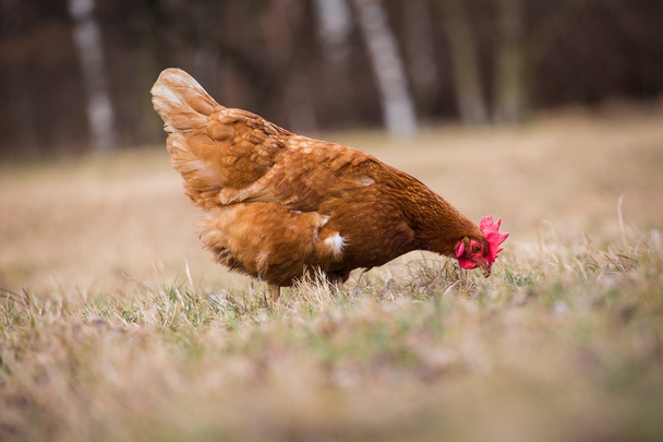 kahverengi tavuk - Fotoğraf, Görsel