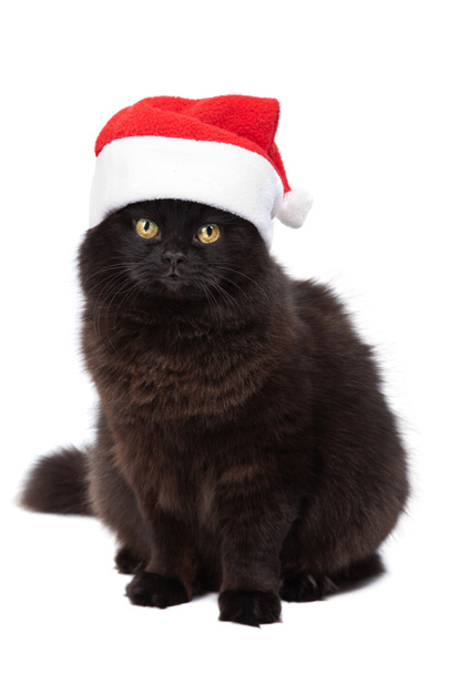 christmas cat izole - Fotoğraf, Görsel