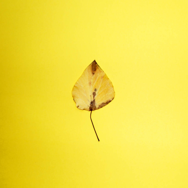 Sarı arkaplanda bir sarı sonbahar yaprağı, kopya alanı, kare fotoğraf - Fotoğraf, Görsel
