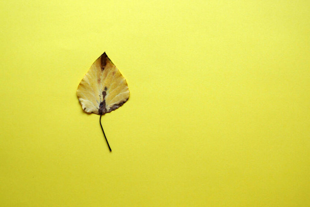 een geel herfstblad op een gele achtergrond, kopieer ruimte. - Foto, afbeelding