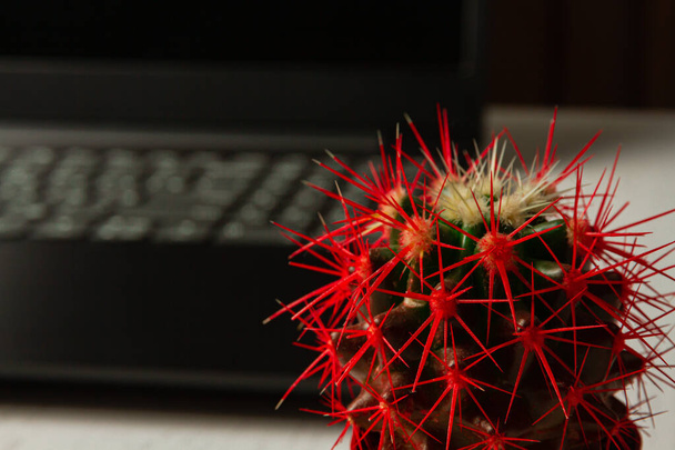 kaktusy z czerwonymi igłami na tle czarnego laptopa stojącego na białym stole - Zdjęcie, obraz