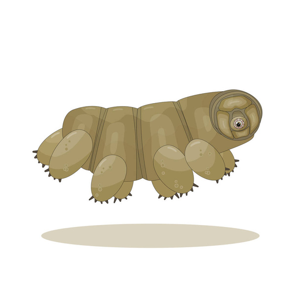 Brown isolé heureux quirki mignon dessin animé vecteur tardigrade est en cours d'exécution et sauter sur fond blanc - Vecteur, image