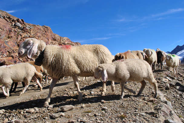 owce w górach - Zdjęcie, obraz