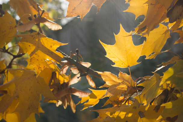 Defocalizza le foglie gialle di acero con la luce del sole. Soft focuse immagine autunnale lunatico - Foto, immagini