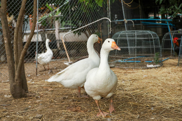 Groep witte gans op boerderij in Thailand - Foto, afbeelding