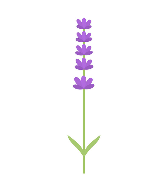 Lavender flower isolated. Vector illustration - Vector, Image