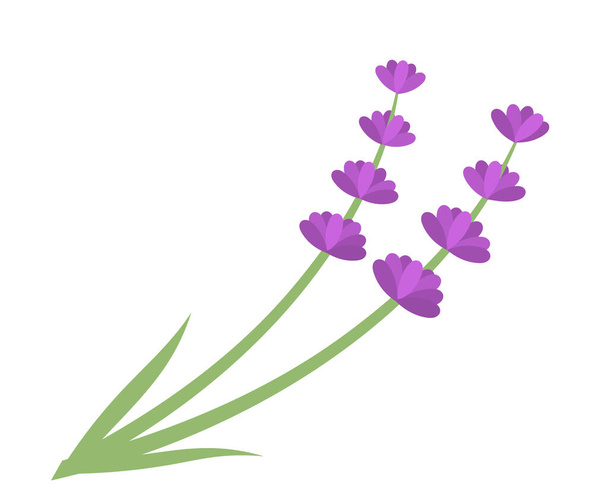 Lavender flowers isolated. Vector illustration - Vektör, Görsel