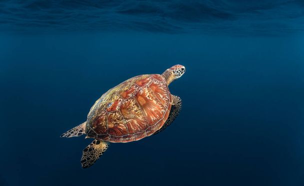 Πράσινη θαλάσσια χελώνα ανεβαίνει στην επιφάνεια για να αναπνεύσει. - Φωτογραφία, εικόνα