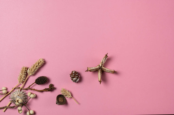 ナッツ、アコーン、アーモンドの秋の素材をピンクの背景にミニマルなスタイルで上から見る. - 写真・画像