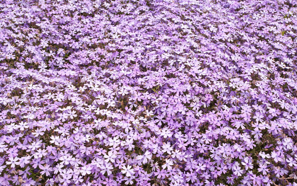 Rózsaszín moss phlox virágok - Fotó, kép