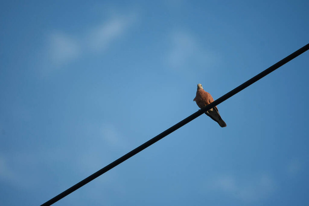 Птицы сидят на электрических проводах с голубым небом - Фото, изображение