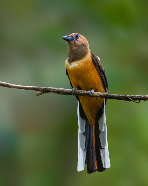 A beautiful female Malabar Trogon (Harpactes fasciatus), with selective focus and on a perch with a blurred background, in the wild. - Photo, Image