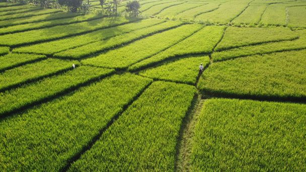 widok z lotu ptaka tarasy ryżowe rano - Zdjęcie, obraz