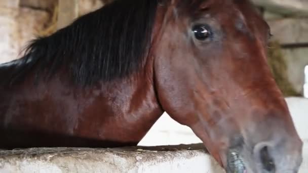 Gros plan du museau d'un beau cheval brun debout dans une stalle. - Séquence, vidéo