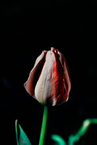 Bright purple tulip blossom at black background - Фото, изображение