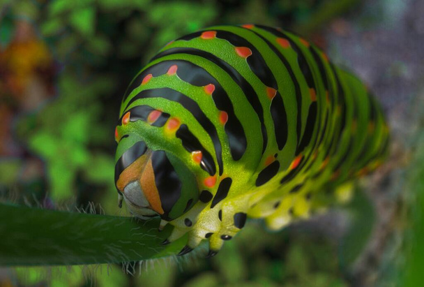 Beautiful green caterpillar on a fennel, closeup view - Photo, Image
