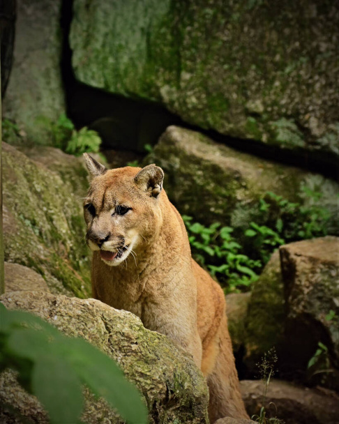 Zbliżenie się lwa górskiego grasującego za swoją zdobycz - Zdjęcie, obraz