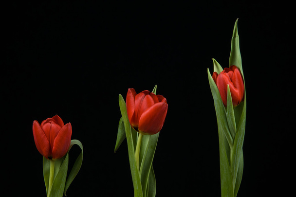 Vibrant Red Tulips On Black Background - Foto, afbeelding