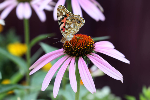 ピンクの花に翼を持つ塗装女性蝶のマクロ、別の名前は赤提督、ラテン語名はvanessa carduiです。紫エキナセア - 写真・画像
