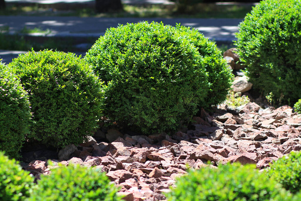 Decorative green bushes. Hedge. Stone sandstone, granite. - Photo, Image