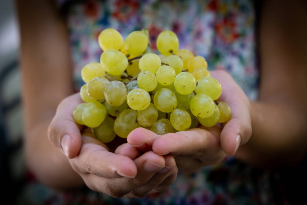 Mano sosteniendo racimo de uvas verdes saludables - Foto, Imagen