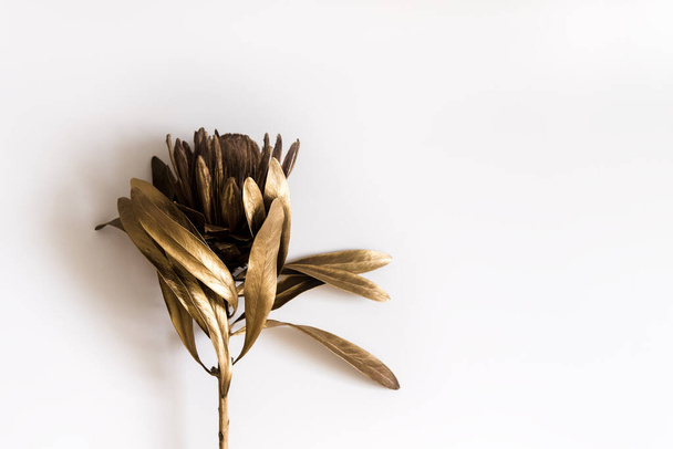 Golden protea flower on a white background. Place to insert text, images. Top view. Flat lay. - 写真・画像