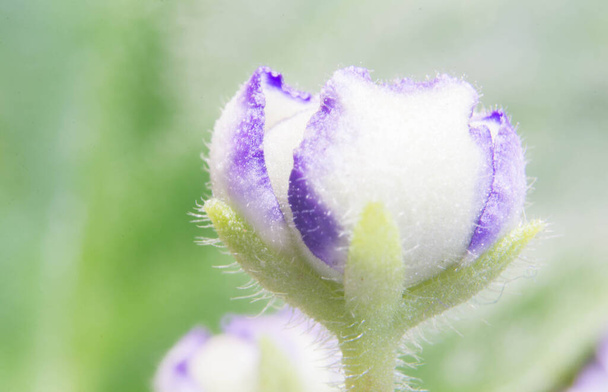 Fotografia macro de uma flor violeta com fundo verde desfocado  - Foto, Imagem