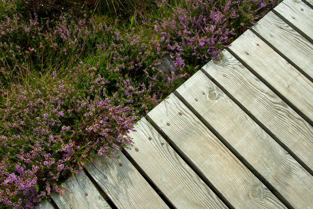 Фрагмент дерев'яної дошки, поруч з нею цвіте фіолетовий вітер. Вид зверху. Копіювати простір
. - Фото, зображення