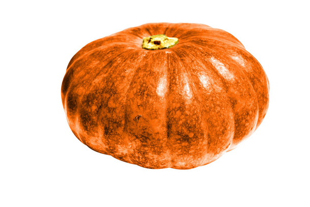 Pumpkin isolated in white background, Halloween pumpkin with clipping path, no shadow - Photo, Image