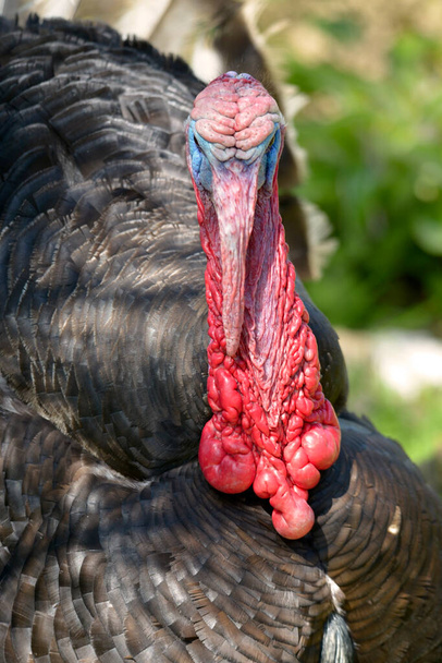 Portrait of male turkey (Meleagris) seen from front - Photo, Image