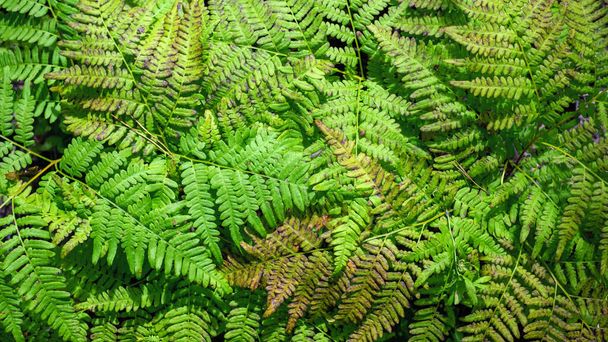 Top view green fern leaves in the forest, background. - Foto, Imagen