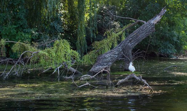 黒い頭をした雄牛が湖の沈んだ木の幹に腰を下ろしている。ゴル・ララス・リディバンダスは川の岸の近くに横たわっている乾いた蛇の上に休みます. - 写真・画像
