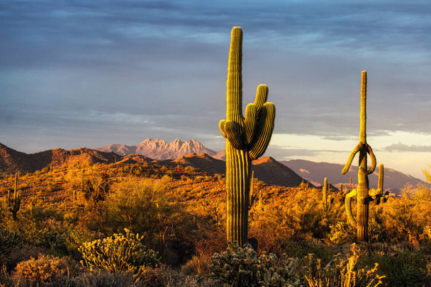 A view of the Sonoran Desert near Phoenix, Arizona. - Photo, Image