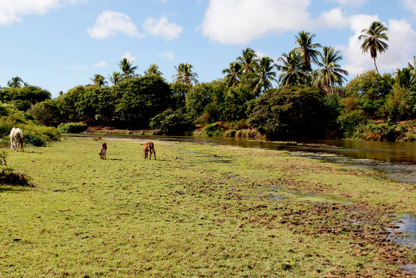 conde, bahia / brazil - 27 de marzo de 2013: se ven terneros en pastos cerca del lecho del río Itapicuru en la ciudad de Conde. * * * Leyenda local * * - Foto, Imagen