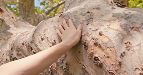 4K cámara lenta Mujer mano tocando hermoso árbol bajo la luz del sol en el día de verano - Imágenes, Vídeo