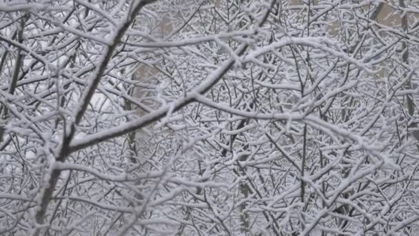 Bäume nach starkem Schneefall mit Schnee bedeckt. Äste, die im Winter mit Schneeflocken bedeckt sind. Frostiger Wintertag im Januar. Verschneiter Winter. Ein echtes Märchen. Landschaftspost nach stürmischem Wetter. Kalte Szene - Filmmaterial, Video