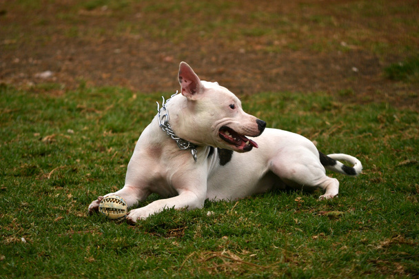 perro en el parque - Foto, Imagen