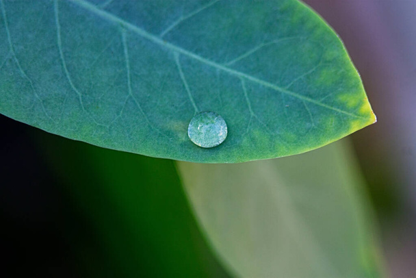 A closeup shot of a green lead with water droplet under the sunlight - Photo, image