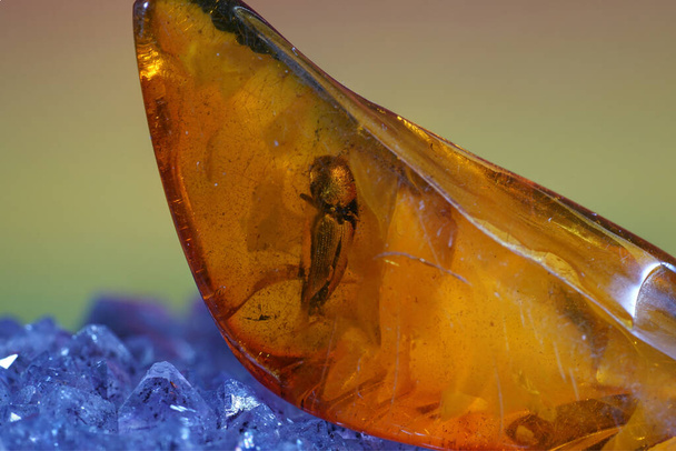 A closeup shot of amber with insects trapped in it - Фото, зображення