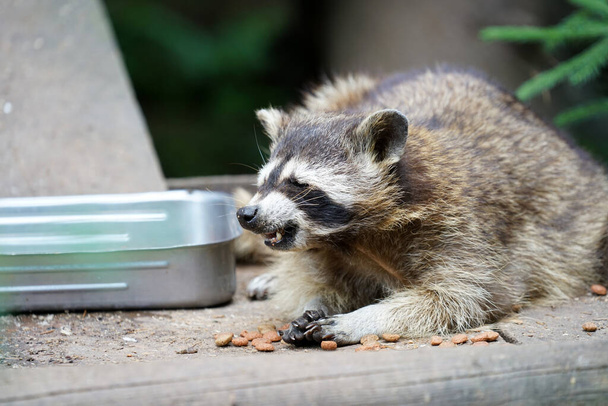 A closeup shot of a raccoon eating food pellets - Φωτογραφία, εικόνα