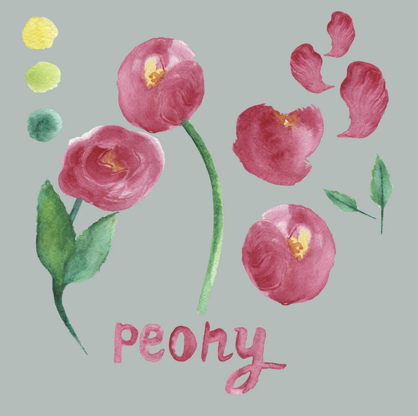 Peony set with flowers, buds, branches, palette and lettering. Botanical picture, watercolor isolated on grey background. Design for posters, wallpapers, covers, packaging, wrapping. - Photo, Image