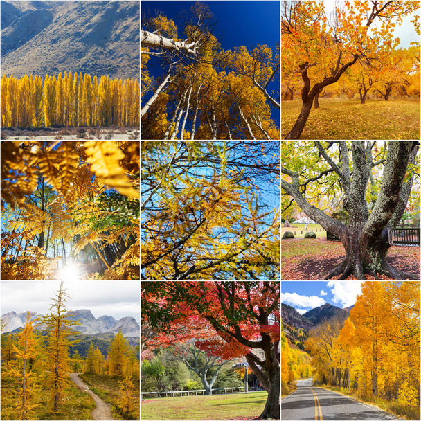 collage de otoño naranja y amarillo. Fondo de caída. - Foto, imagen