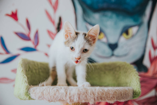 Красивый портрет кошки, сделанный в помещении. - Фото, изображение