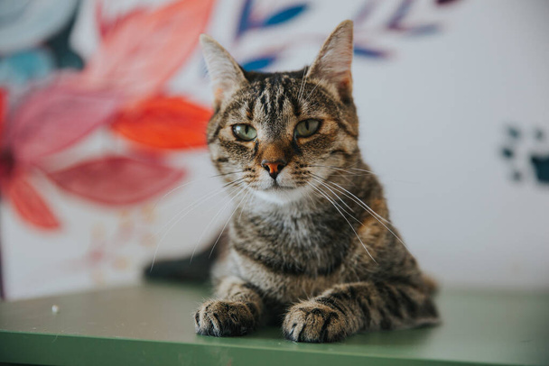 Adorable cat portrait taken indoors. - Photo, image