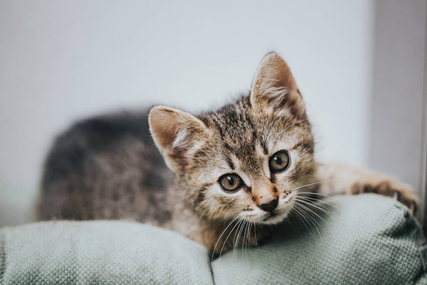 Portrait of beautiful little cat. - Foto, Bild