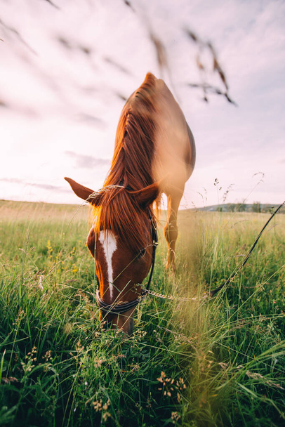 Beautiful horse outdoors enjoying nature - Foto, Bild