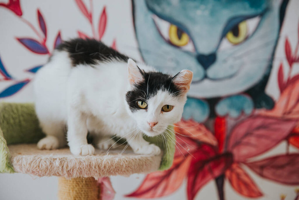 İçeride çekilmiş sevimli kedi portresi.. - Fotoğraf, Görsel