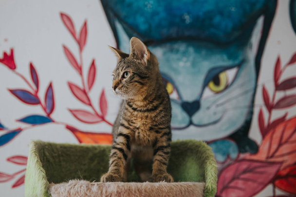 Αξιολάτρευτο πορτρέτο γάτας σε εσωτερικούς χώρους. - Φωτογραφία, εικόνα