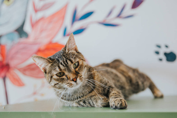 Adorable cat portrait taken indoors. - Zdjęcie, obraz