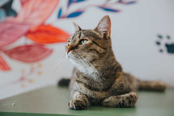 Adorable cat portrait taken indoors. - Foto, Bild